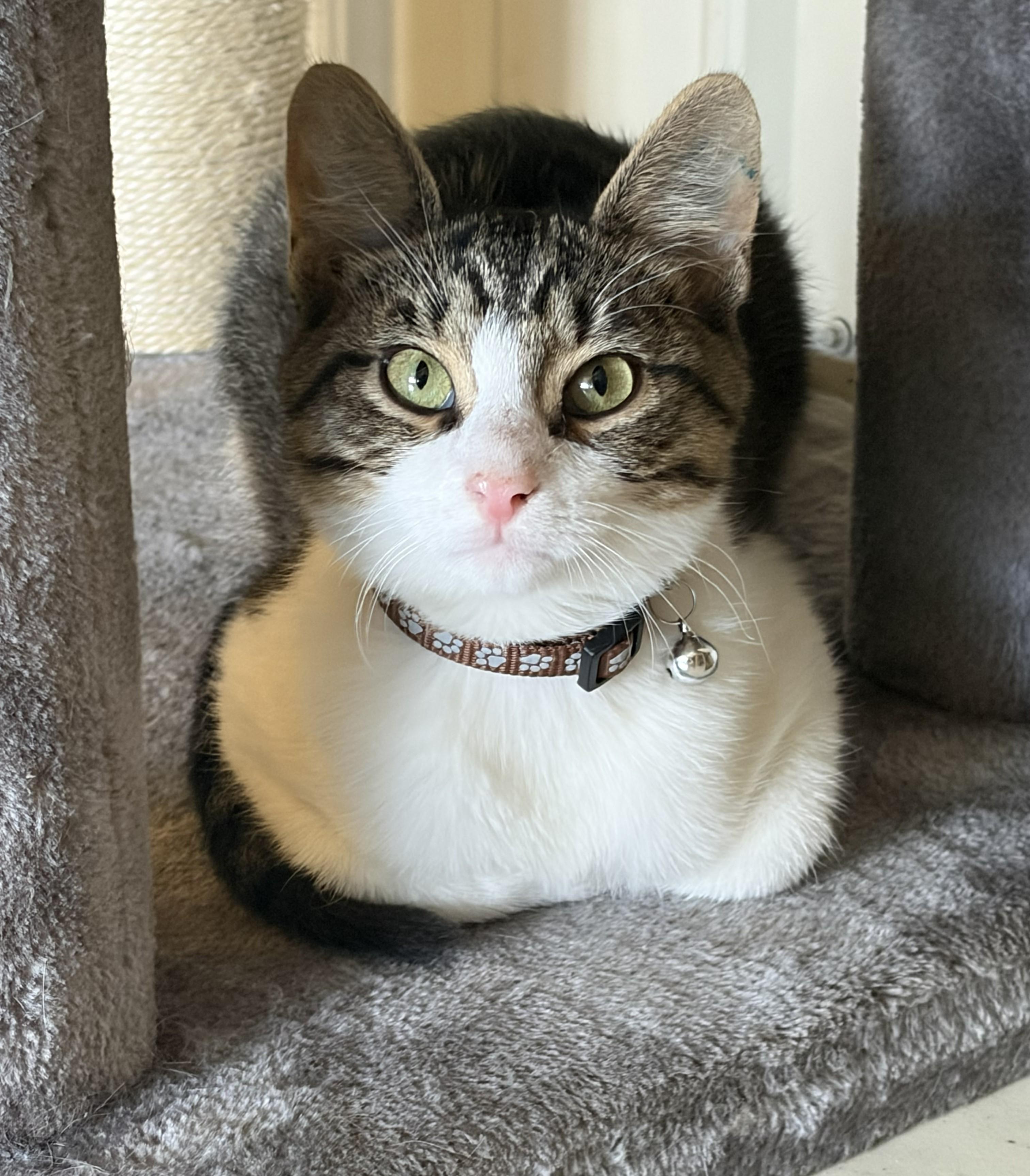 Enlarge Ziggy, a Adoptable Domestic Short Hair in Mount Sterling, KY image 3/6