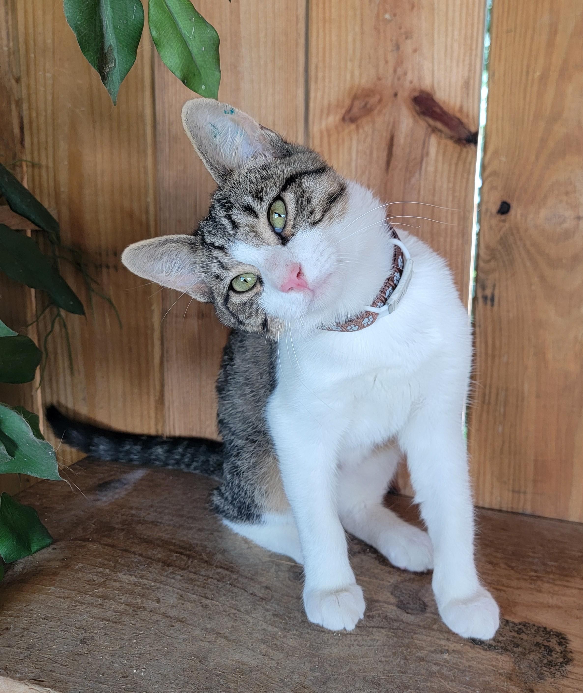 Enlarge Ziggy, a Adoptable Domestic Short Hair in Mount Sterling, KY image 1/6