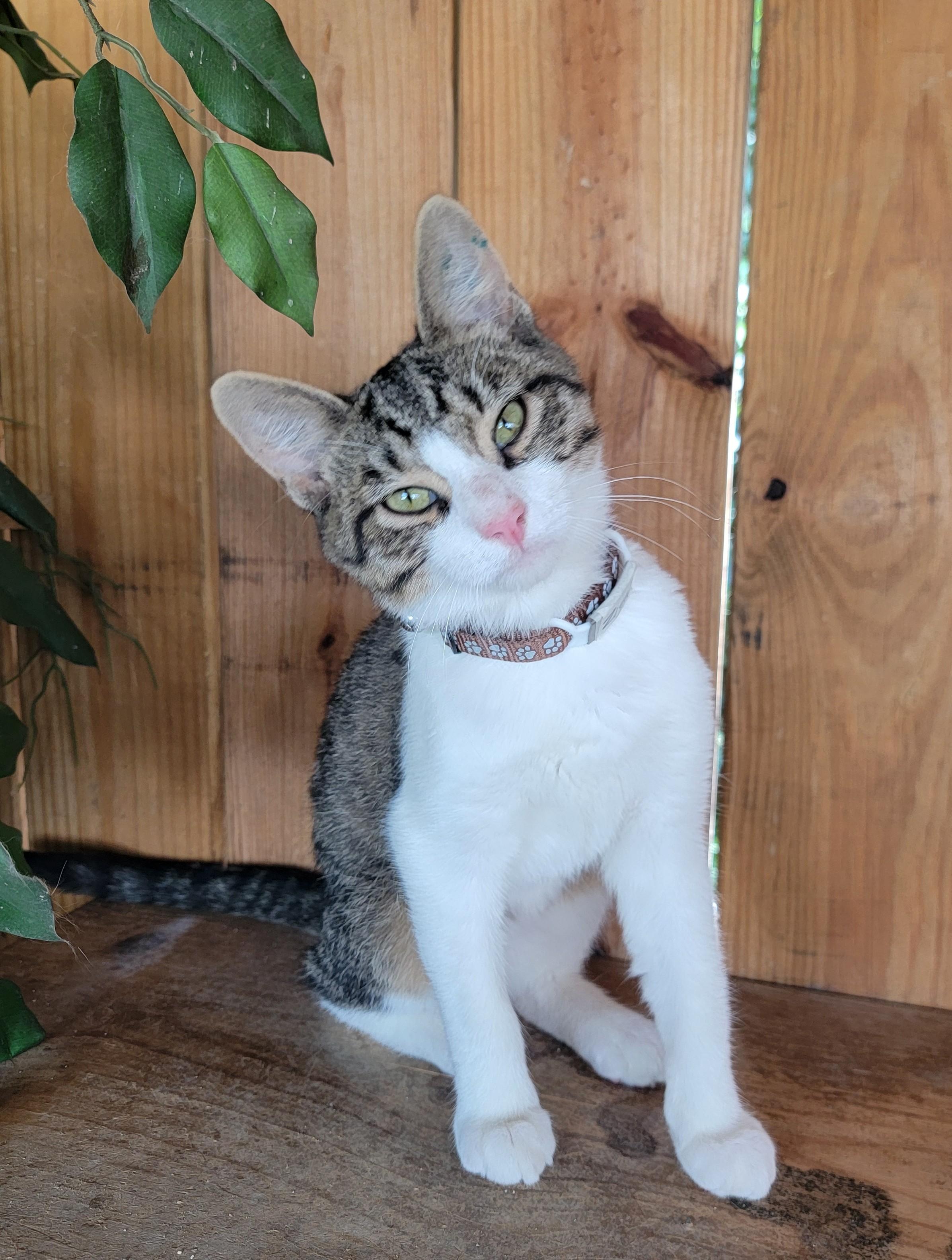 Enlarge Ziggy, a Adoptable Domestic Short Hair in Mount Sterling, KY image 4/6