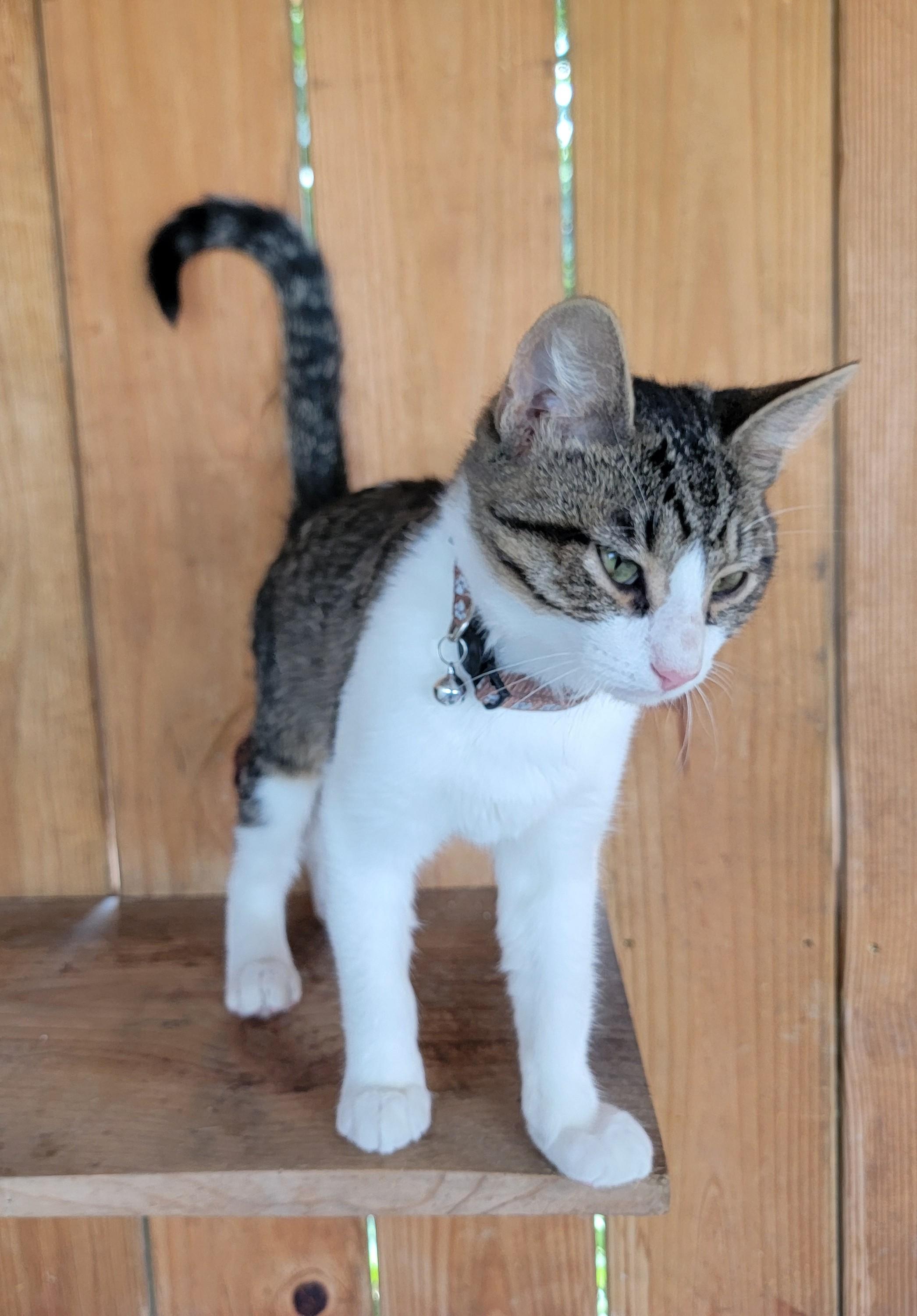 Enlarge Ziggy, a Adoptable Domestic Short Hair in Mount Sterling, KY image 6/6