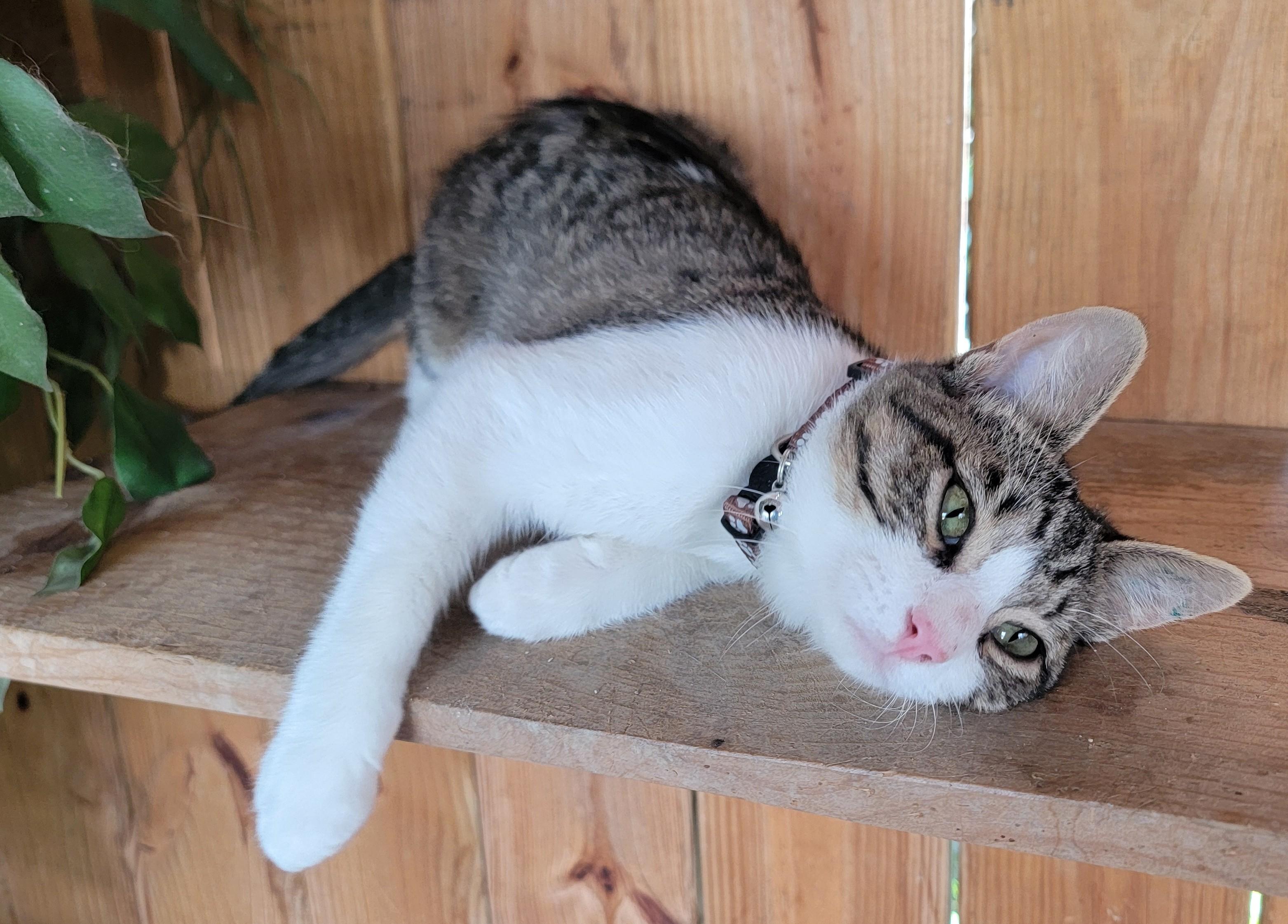 Enlarge Ziggy, a Adoptable Domestic Short Hair in Mount Sterling, KY image 5/6