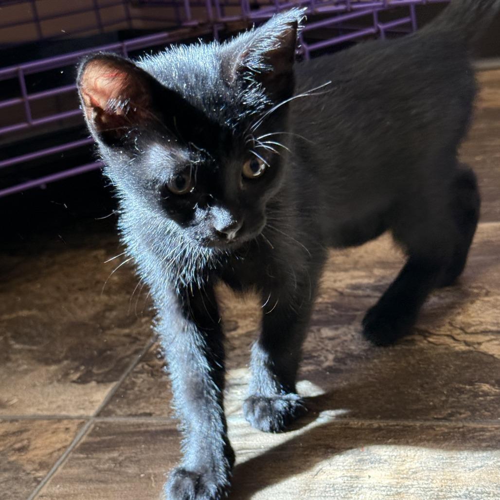 Olive, Adoptable, Kitten Female Domestic Short Hair.