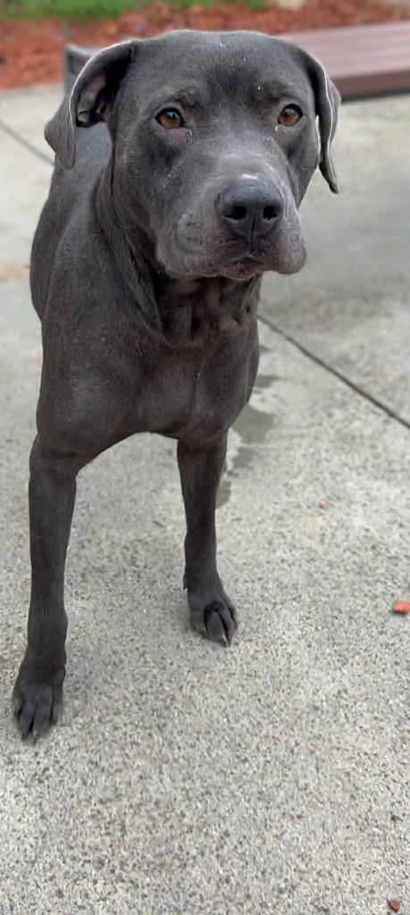 Enlarge MOCHI, a Adoptable mixed breed in Rome, GA image 1/2