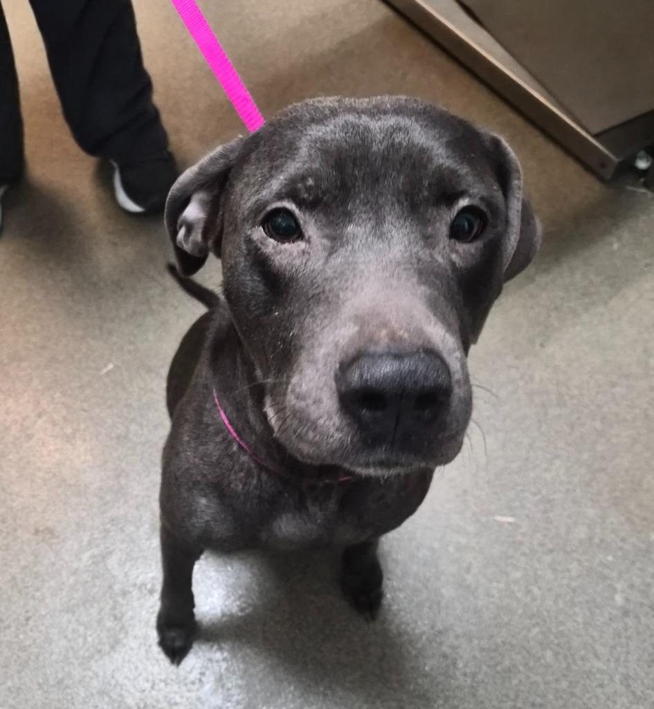 Enlarge MOCHI, a Adoptable mixed breed in Rome, GA image 2/2