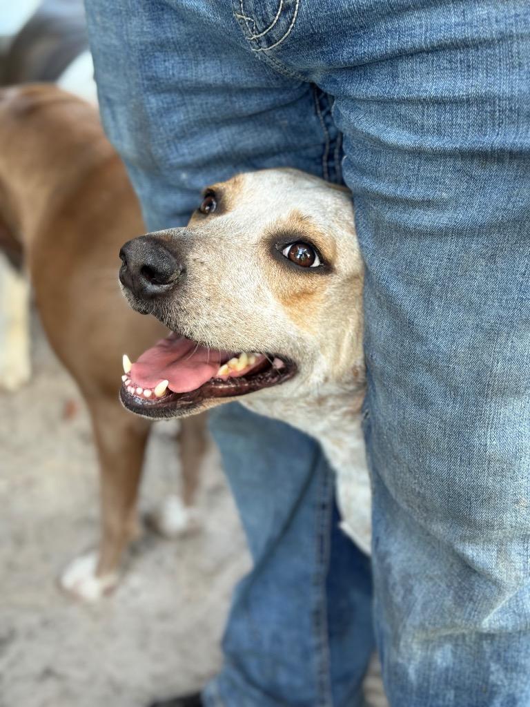 Kodiak, Adoptable, Adult Male Pointer & Mixed Breed.
