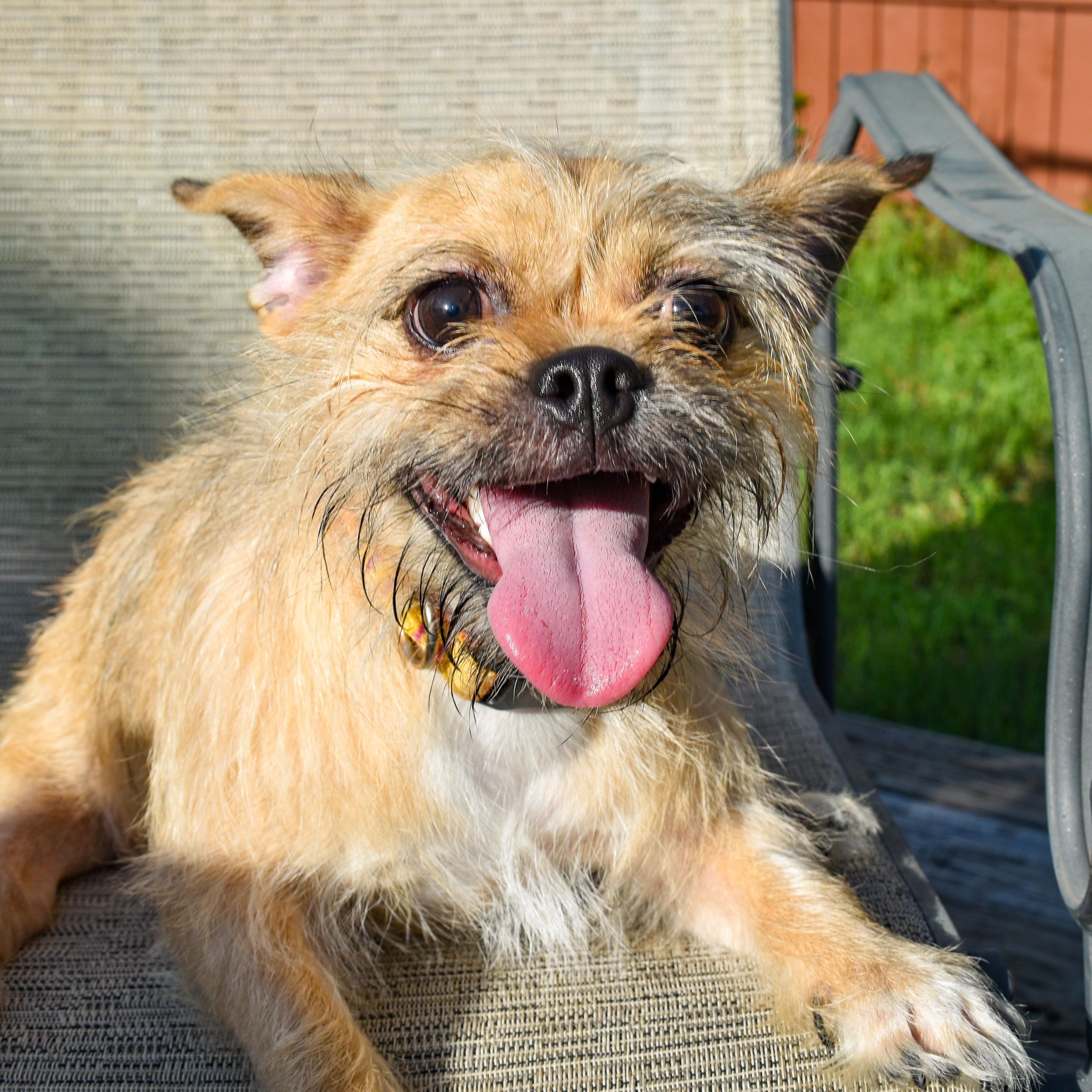 Quinn, a Adoptable mixed breed in East Hartford, CT image 1/5