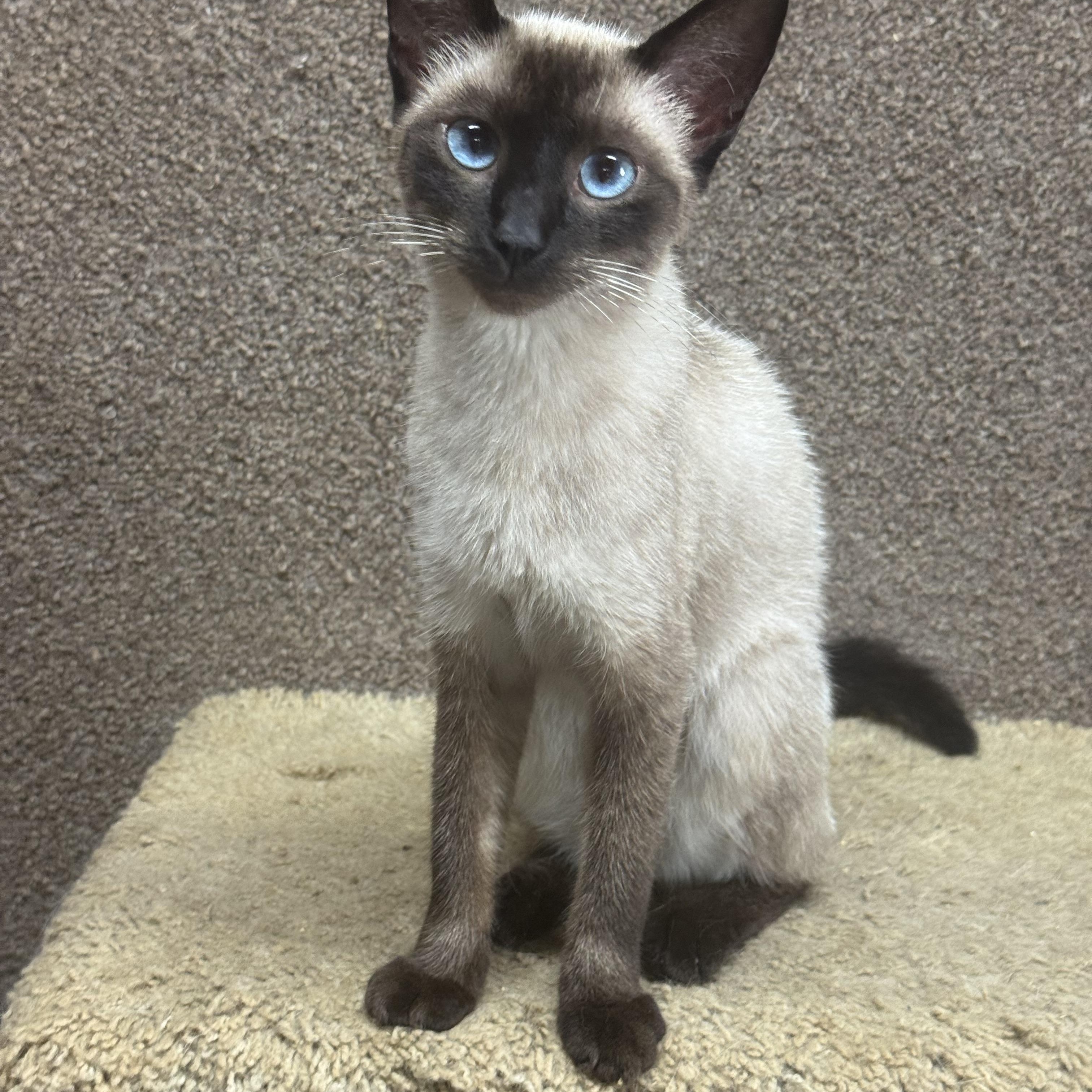 Bentley 8423, adopted, Young Female Siamese.