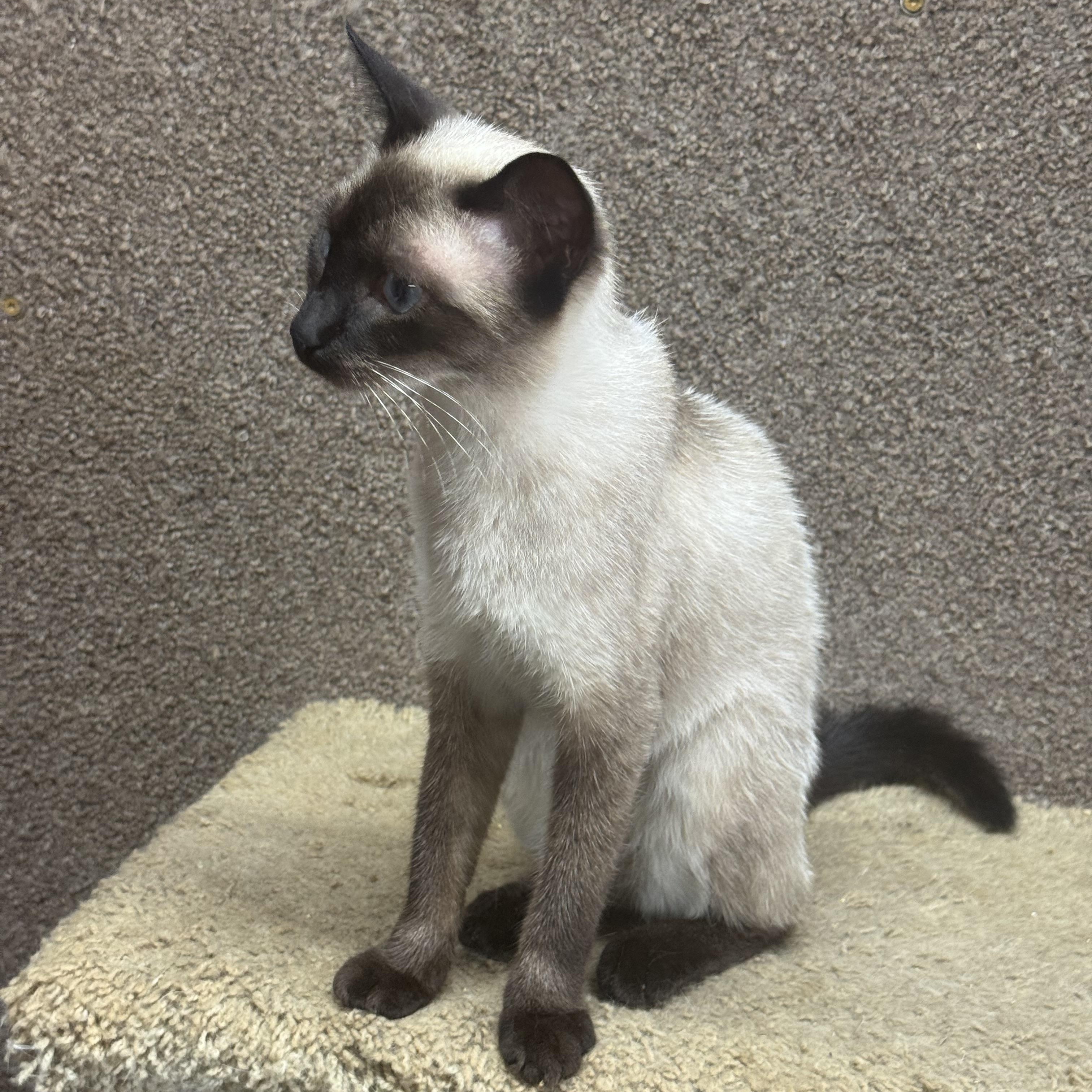 Enlarge Bentley 8423, an adopted Siamese in Lees Summit, MO image 2/3
