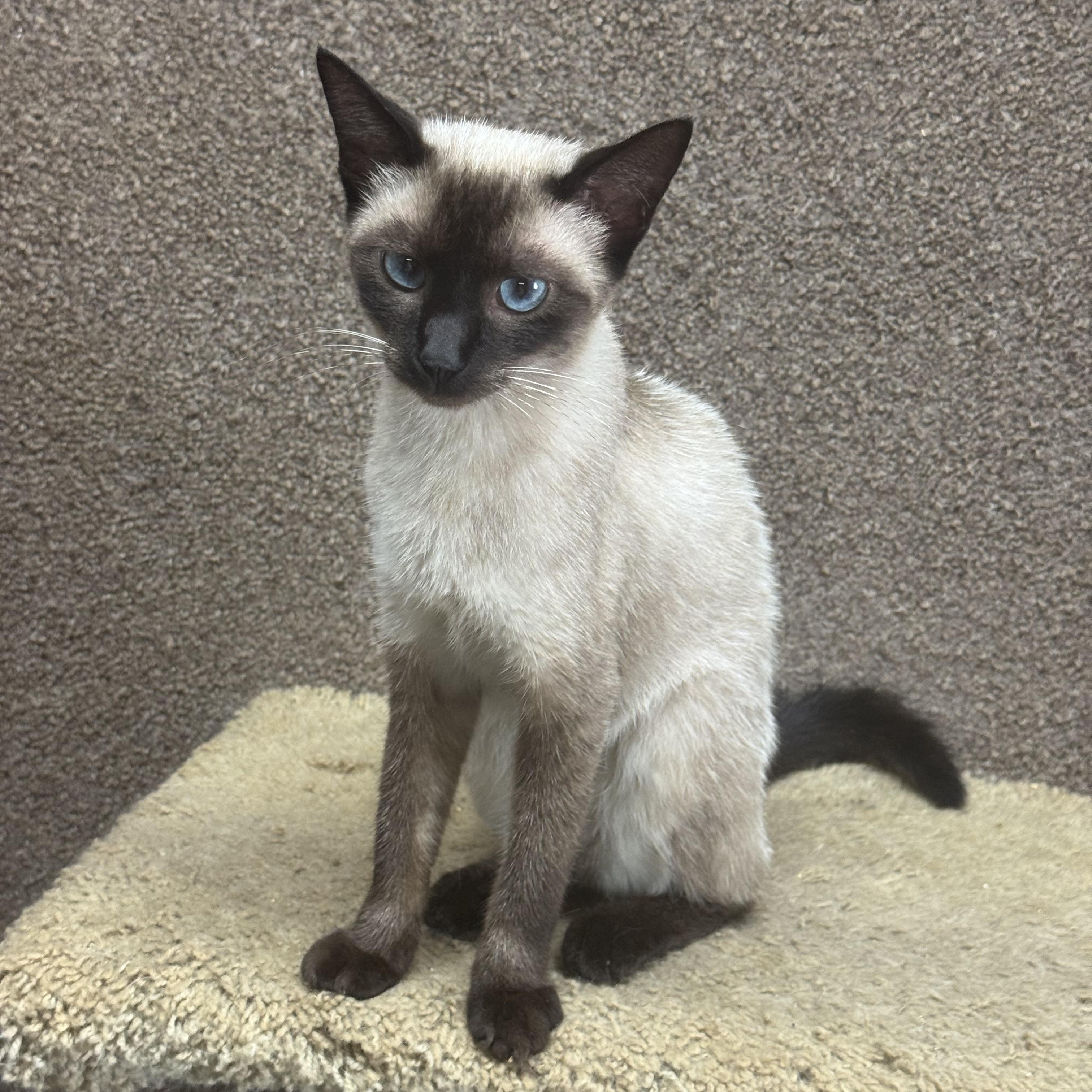 Enlarge Bentley 8423, an adopted Siamese in Lees Summit, MO image 3/3