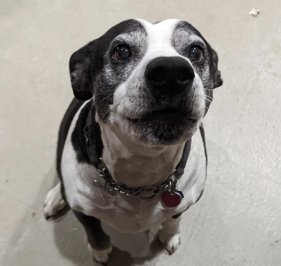 Maggie Jane, a Adoptable mixed breed in Roswell, GA image 2/3