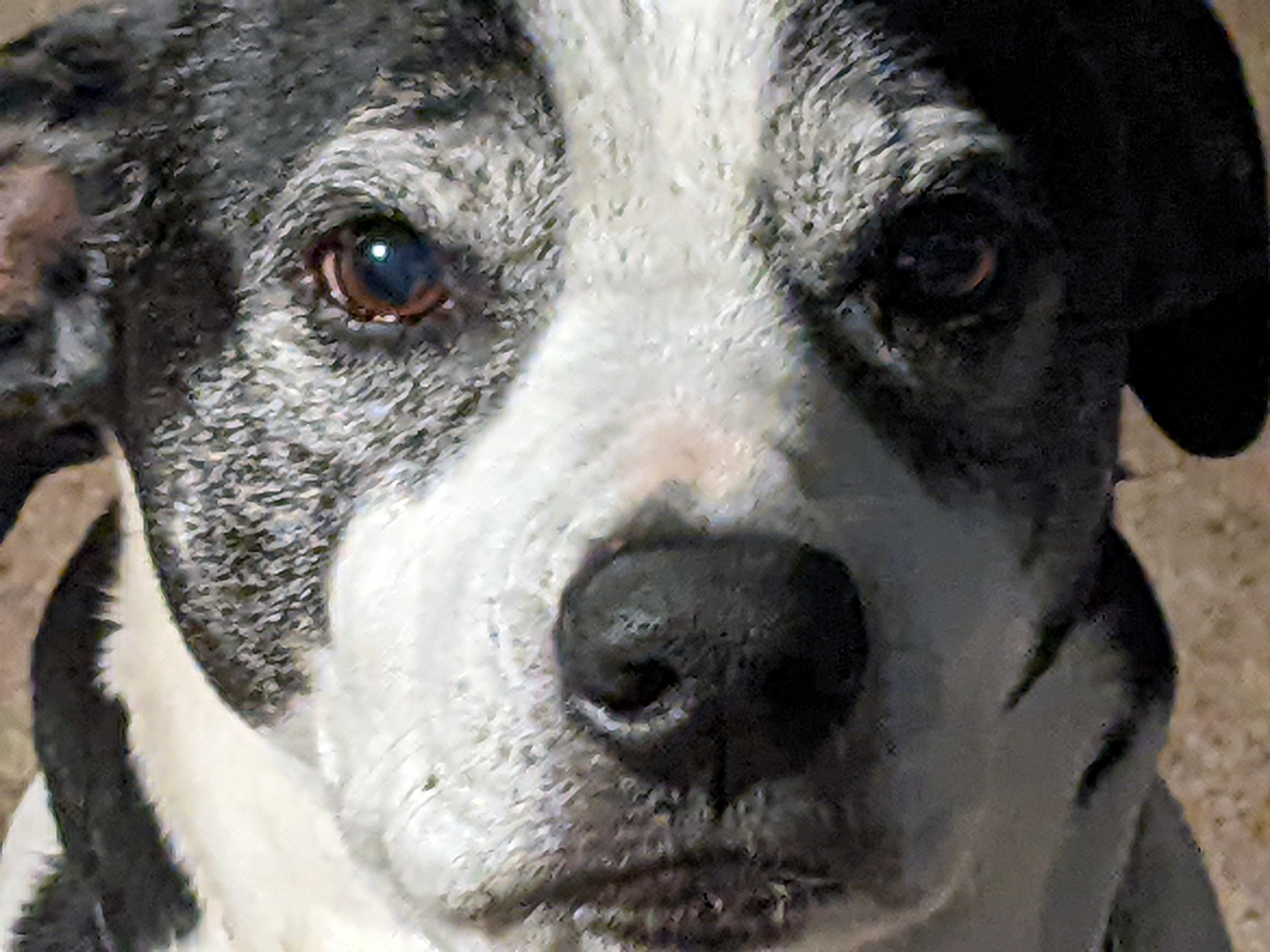 Maggie Jane, a Adoptable mixed breed in Roswell, GA image 3/3