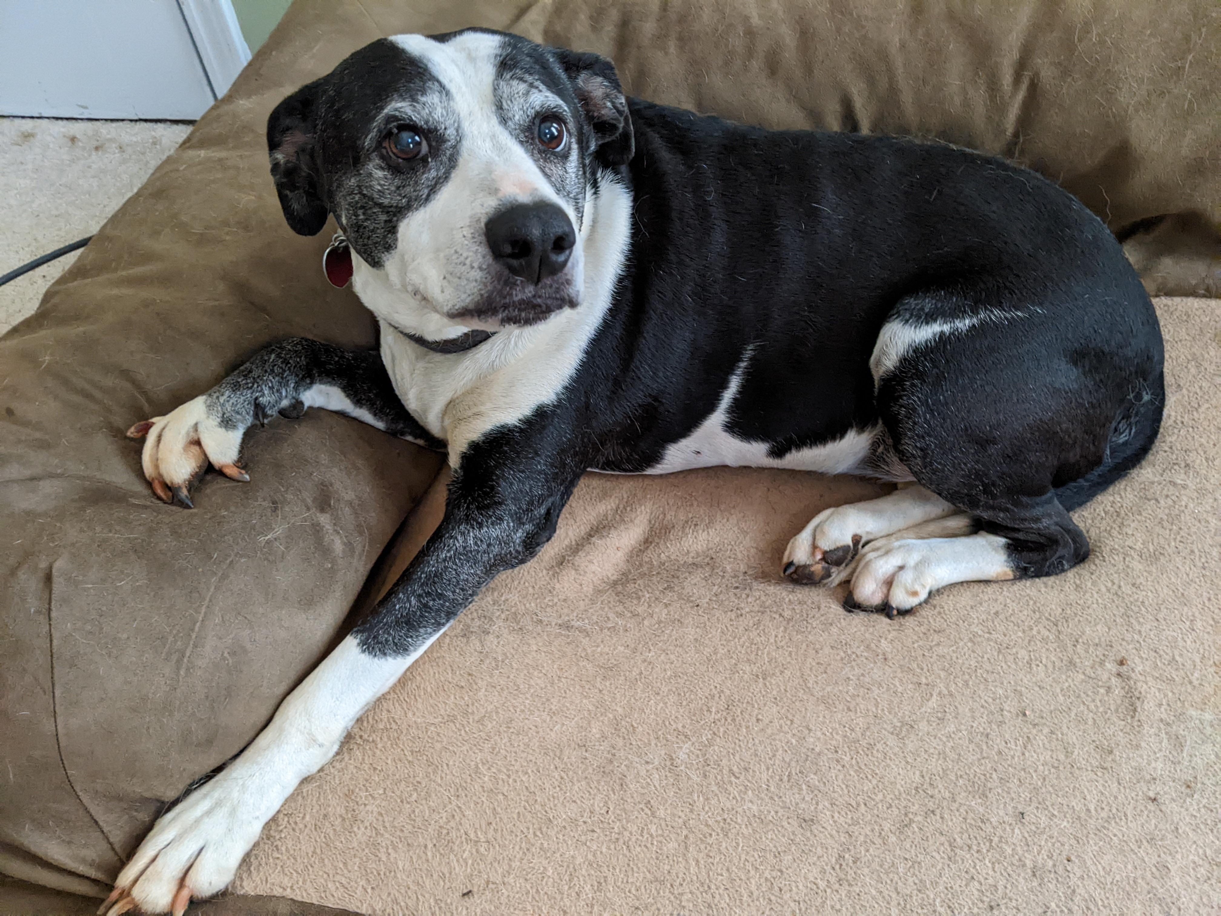 Maggie Jane, Adoptable, Senior Female American Bulldog.