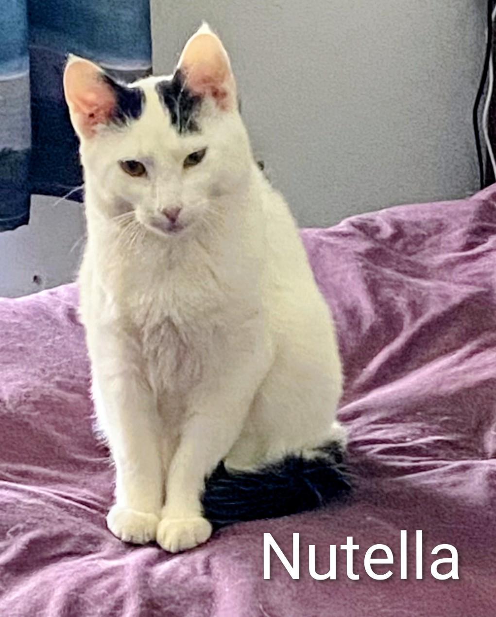 Nutella, a Adoptable Domestic Short Hair in Binghamton, NY image 1/3