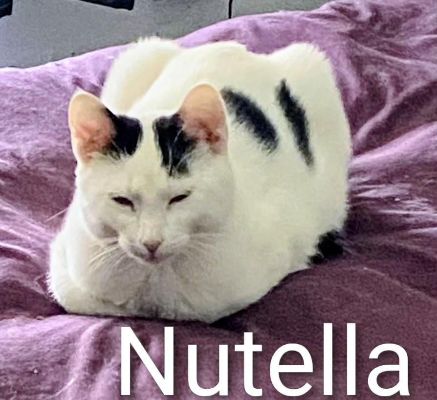 Nutella, a Adoptable Domestic Short Hair in Binghamton, NY image 2/3