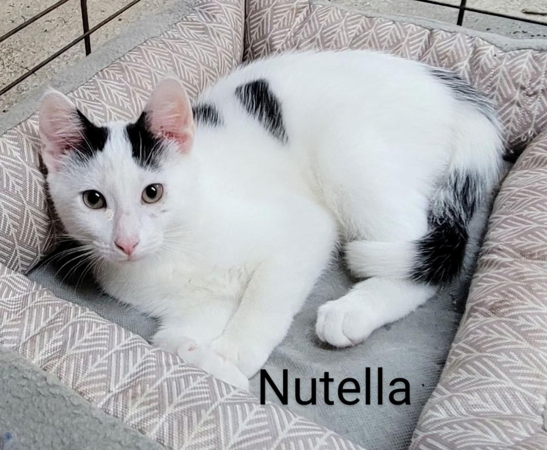 Nutella, Adoptable, Young Male Domestic Short Hair.