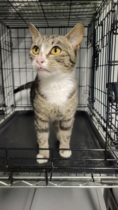 Enlarge Churro, a Adoptable mixed breed in Metter, GA image 1/1