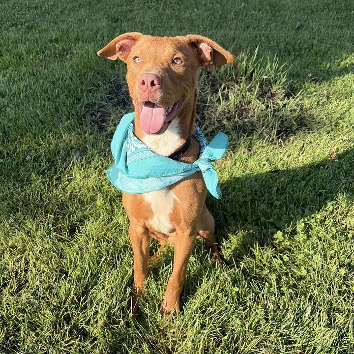 Chestnut, Adoptable, Young Male Mixed Breed.