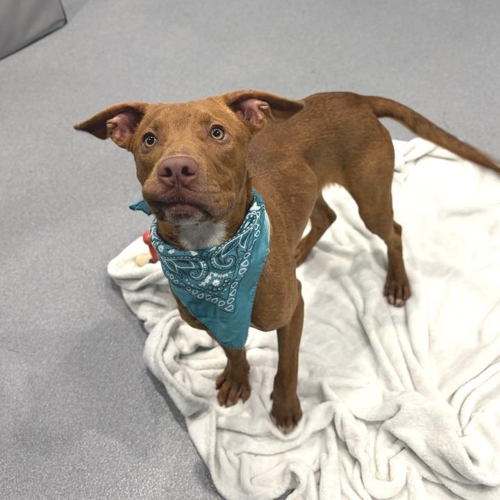 Chestnut, a Adoptable Mixed Breed in Canal Winchester, OH image 2/5