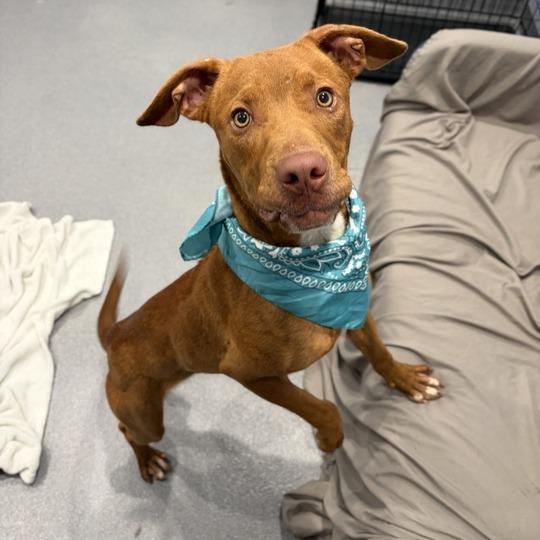 Chestnut, a Adoptable Mixed Breed in Canal Winchester, OH image 3/5