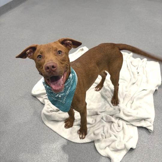 Chestnut, a Adoptable Mixed Breed in Canal Winchester, OH image 4/5