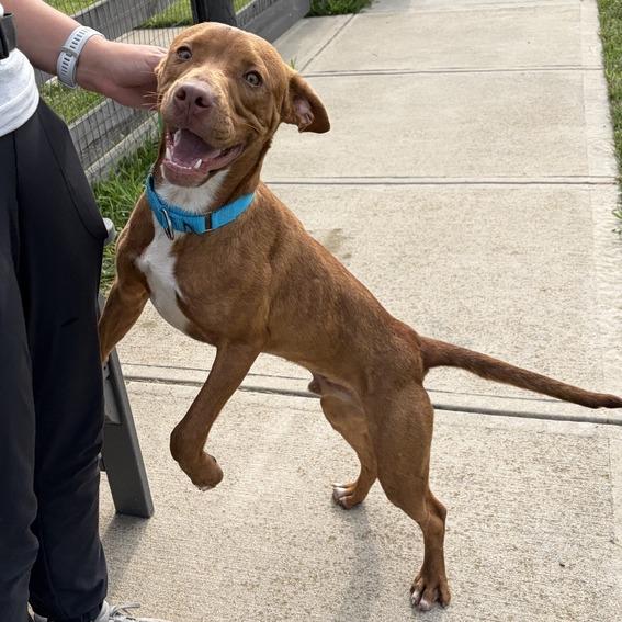 Chestnut, a Adoptable Mixed Breed in Canal Winchester, OH image 5/5