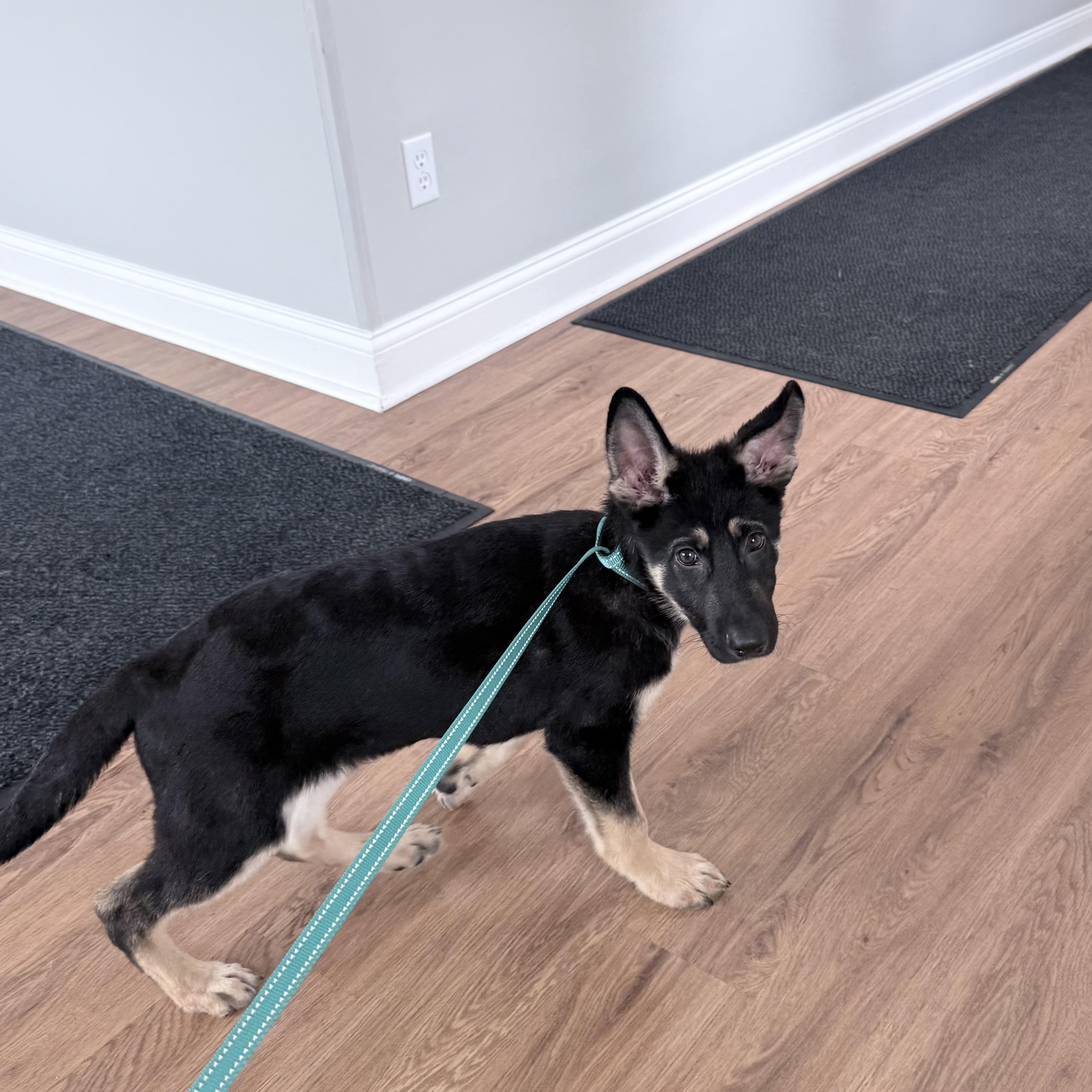 Titan, an adopted mixed breed in Middletown, CT image 2/5