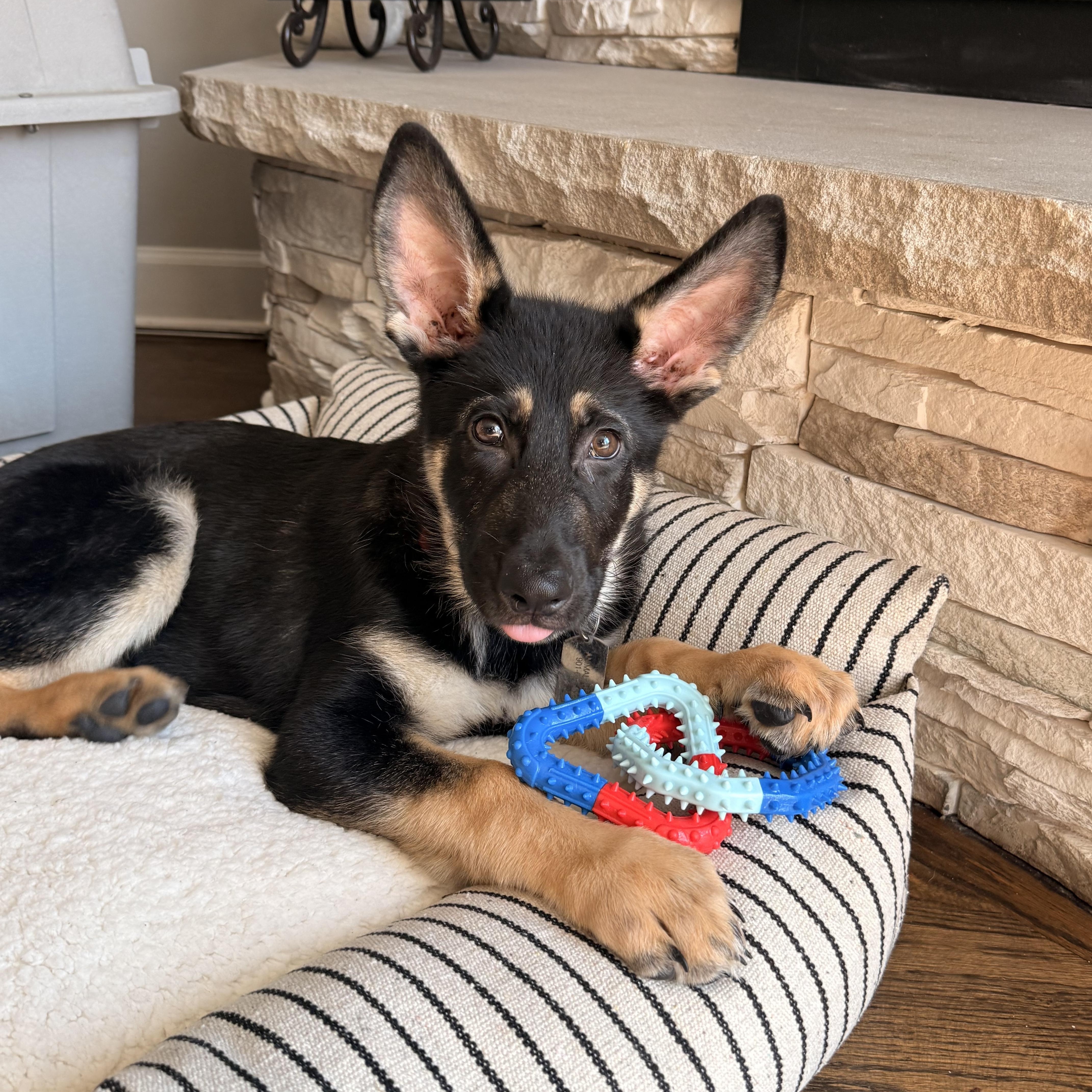 Titan, an adopted mixed breed in Middletown, CT image 1/5