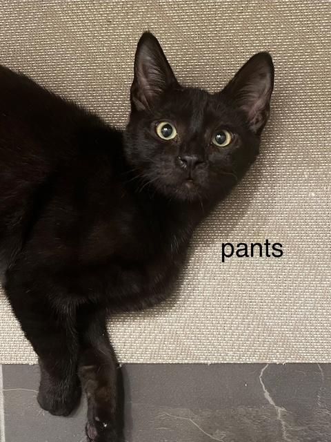 Pants