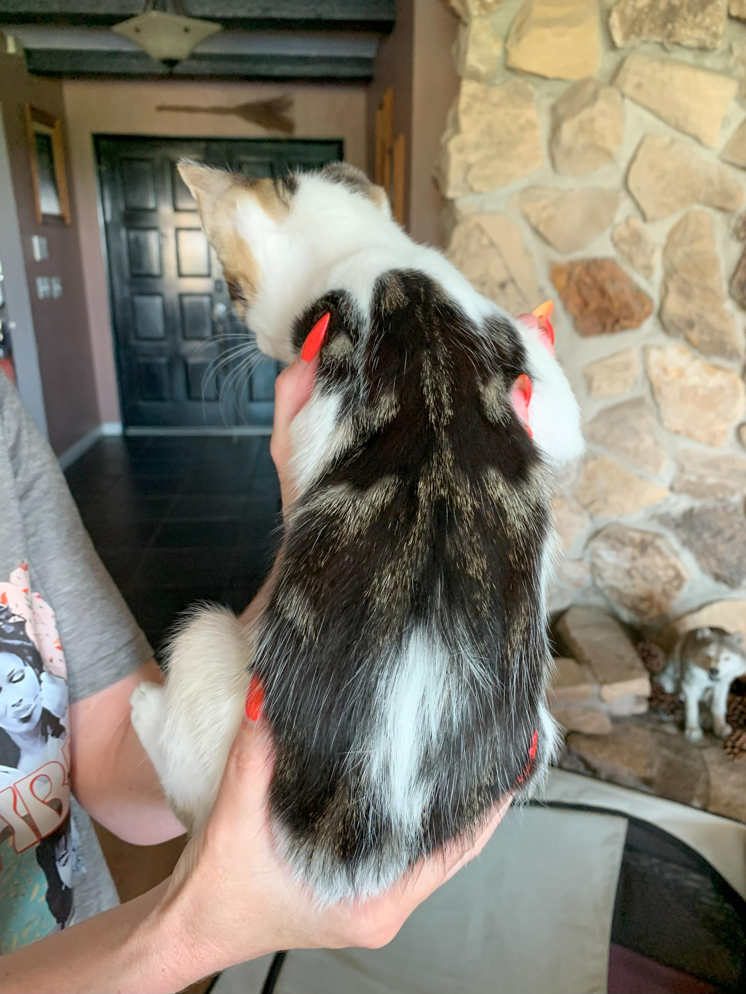 Enlarge Americano, a Adoptable Tabby in Fresno, CA image 2/2