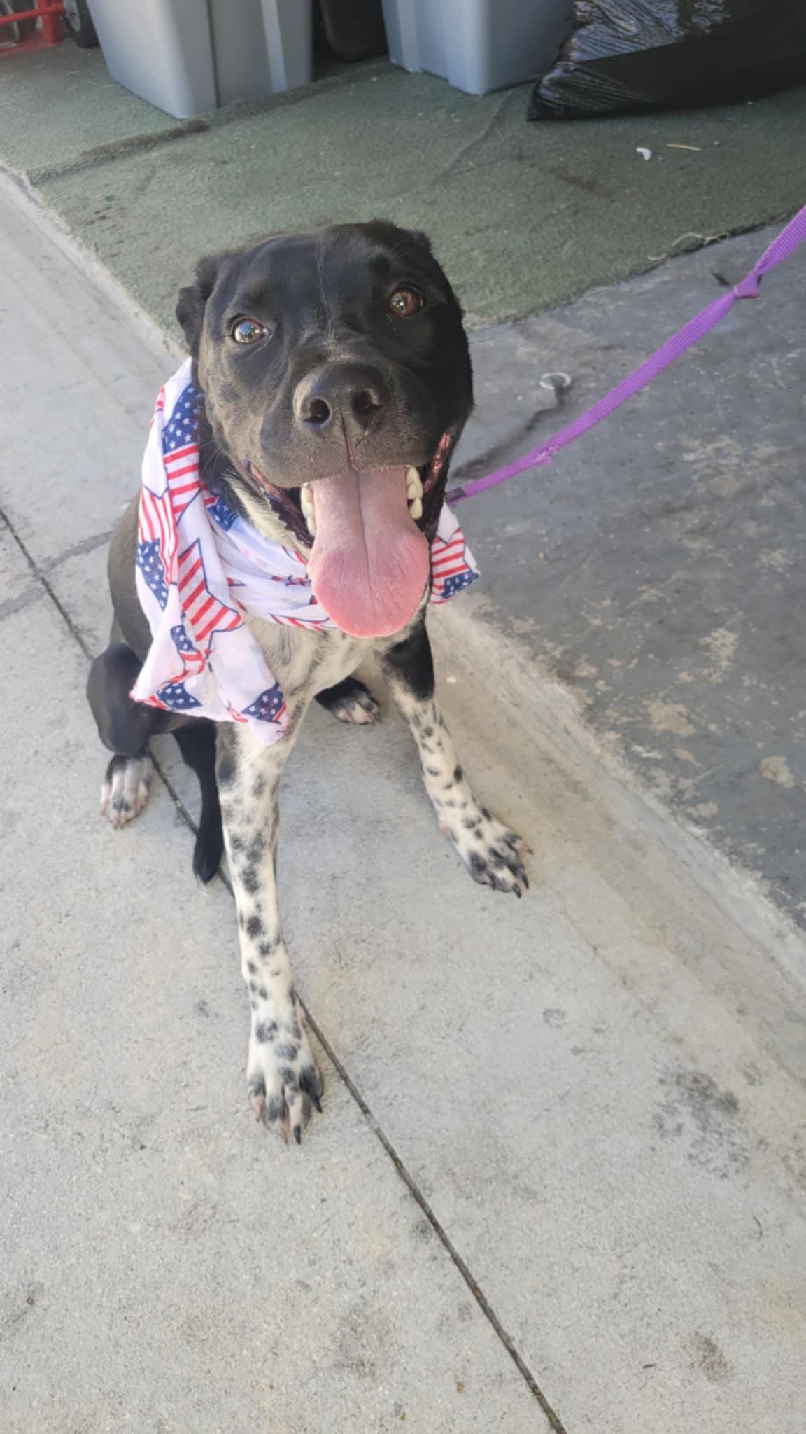 Hedwig, a Adoptable mixed breed in Loxahatchee, FL image 1/3