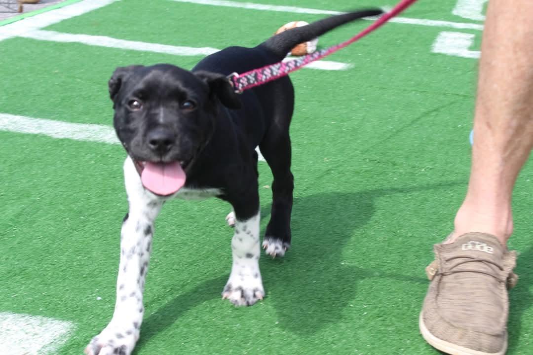 Hedwig, a Adoptable mixed breed in Loxahatchee, FL image 2/3