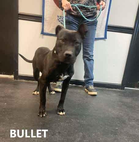 Enlarge Bullet, an adopted mixed breed in Washington, GA image 2/2