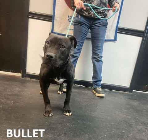 Enlarge Bullet, an adopted mixed breed in Washington, GA image 1/2