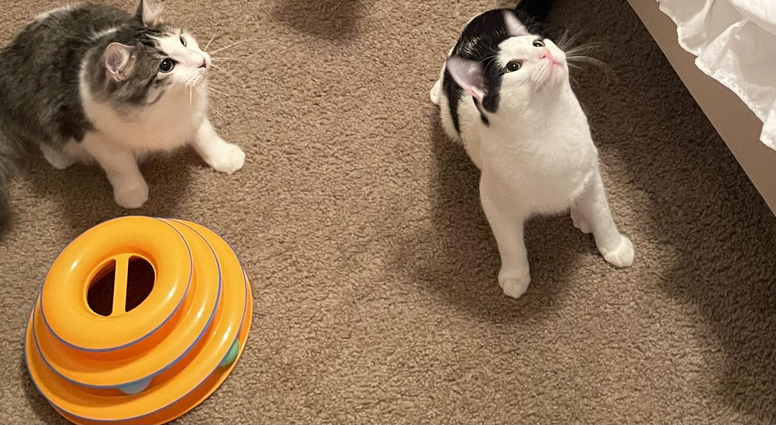 Mark, Adoptable, Adult Male Domestic Medium Hair.