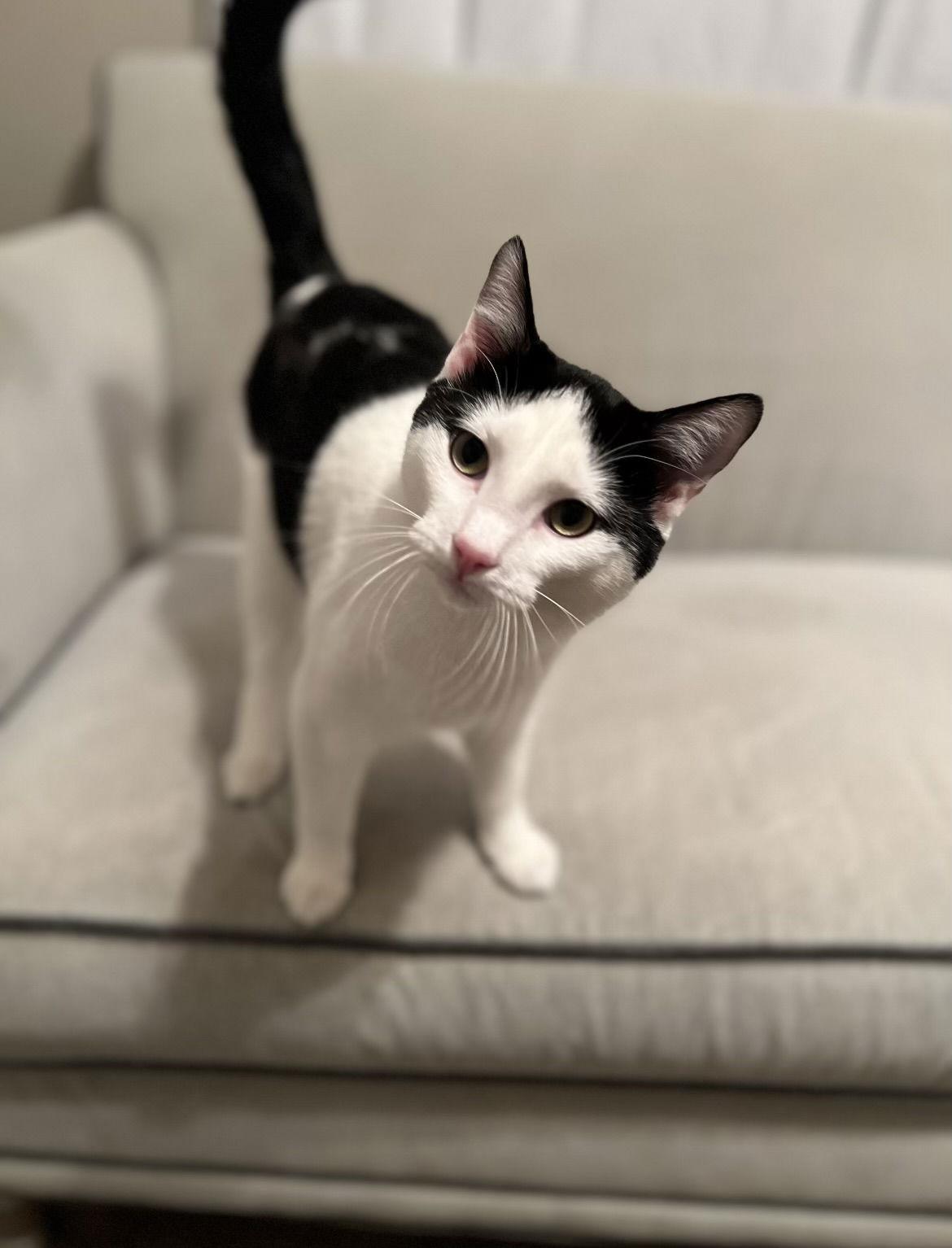 Enlarge Mark, a Adoptable Domestic Medium Hair in MONTGOMERY, TX image 2/3