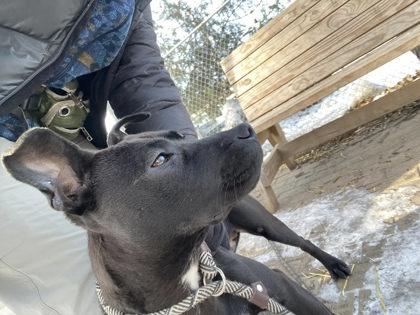 Enlarge Pearl, a Adoptable mixed breed in Hobart, IN image 1/3