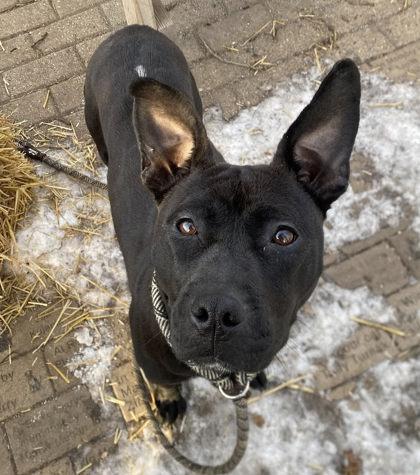 Enlarge Pearl, a Adoptable mixed breed in Hobart, IN image 2/3