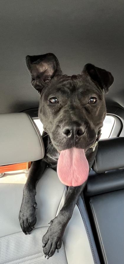 Enlarge Pearl, a Adoptable mixed breed in Hobart, IN image 3/3