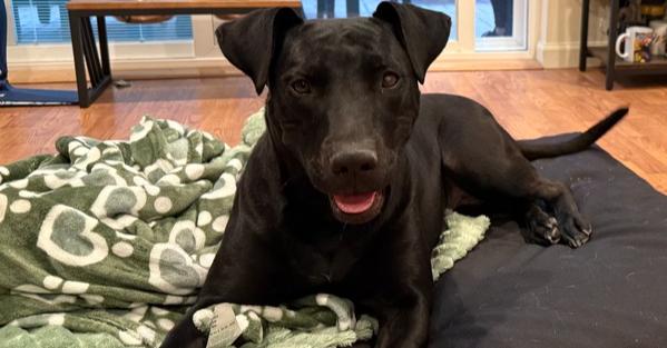 Enlarge Montana, a Adoptable mixed breed in Tigard, OR image 2/4