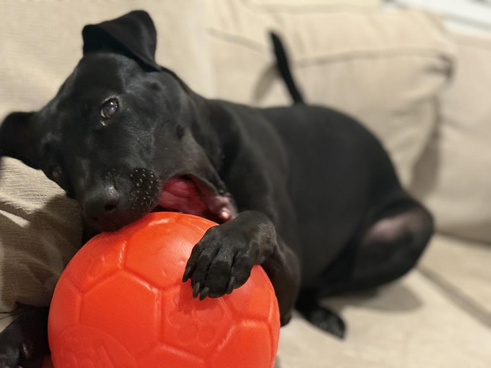 Enlarge Montana, a Adoptable mixed breed in Tigard, OR image 3/4