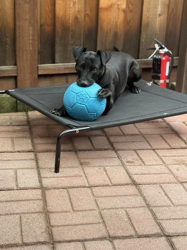 Enlarge Montana, a Adoptable mixed breed in Tigard, OR image 4/4
