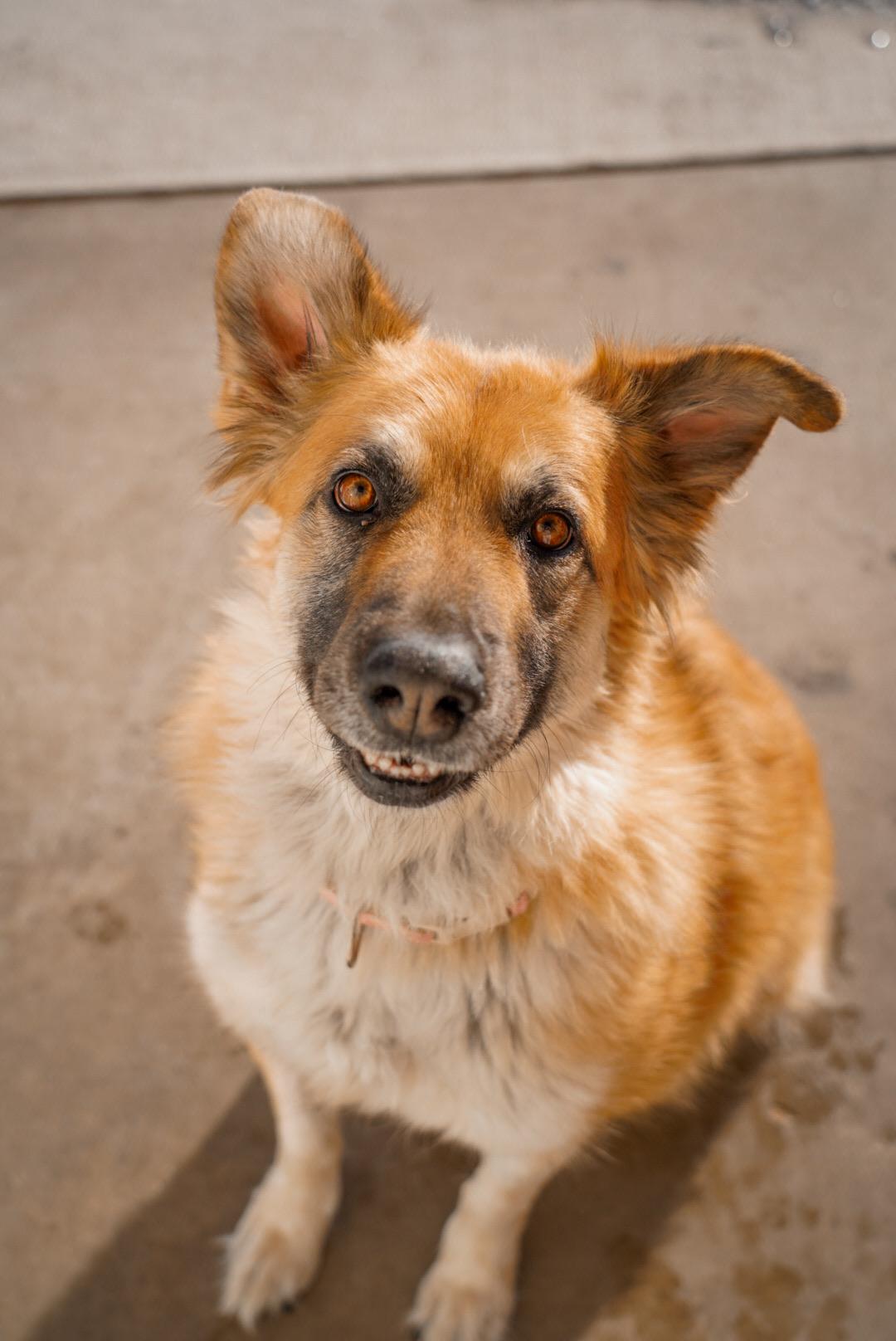 Enlarge Tae, a ADOPTABLE mixed breed in Mckinney, TX image 2/5