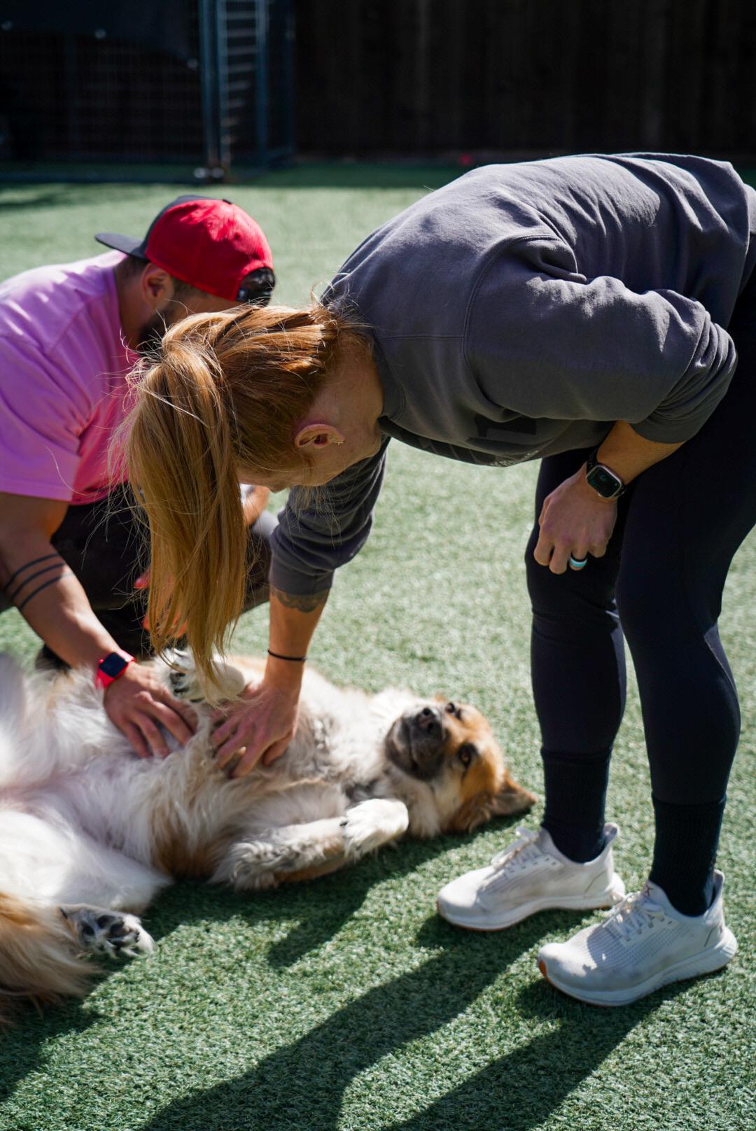 Enlarge Tae, a ADOPTABLE mixed breed in Mckinney, TX image 5/5