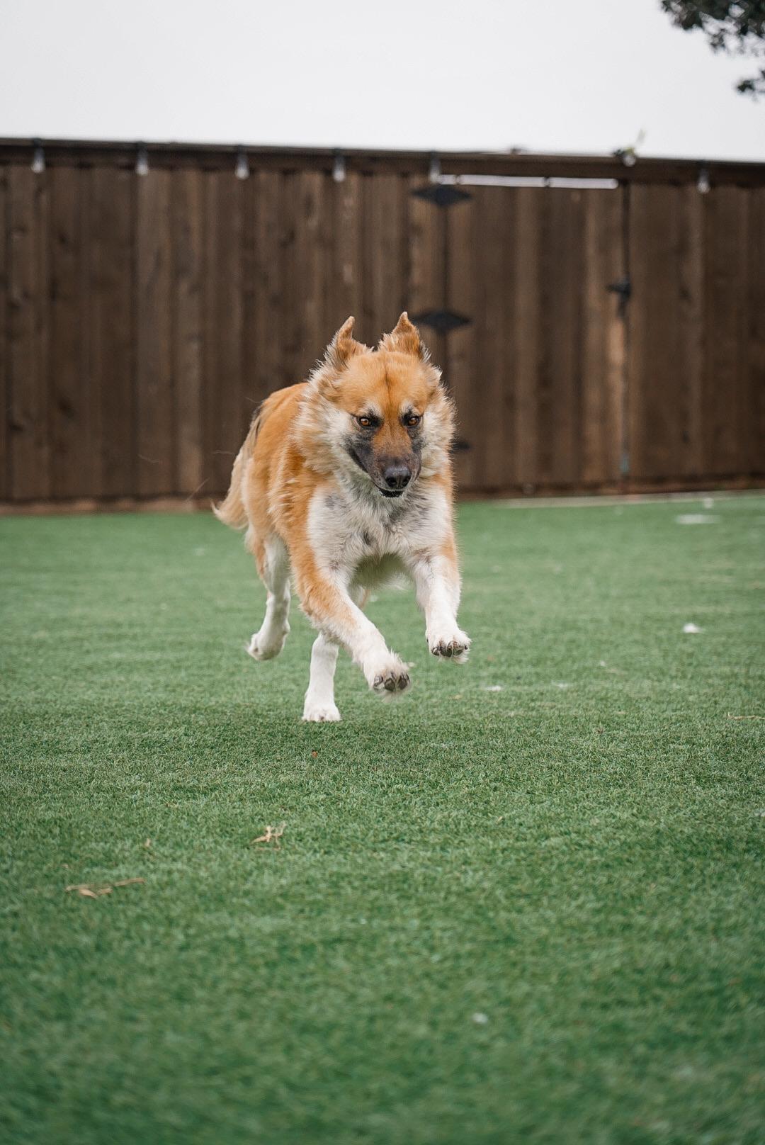 Enlarge Tae, a ADOPTABLE mixed breed in Mckinney, TX image 4/5