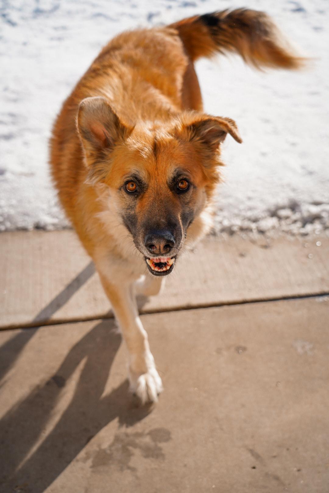 Enlarge Tae, a ADOPTABLE mixed breed in Mckinney, TX image 1/5
