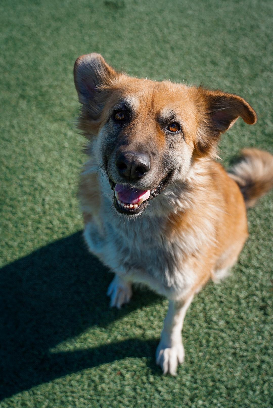Enlarge Tae, a ADOPTABLE mixed breed in Mckinney, TX image 3/5