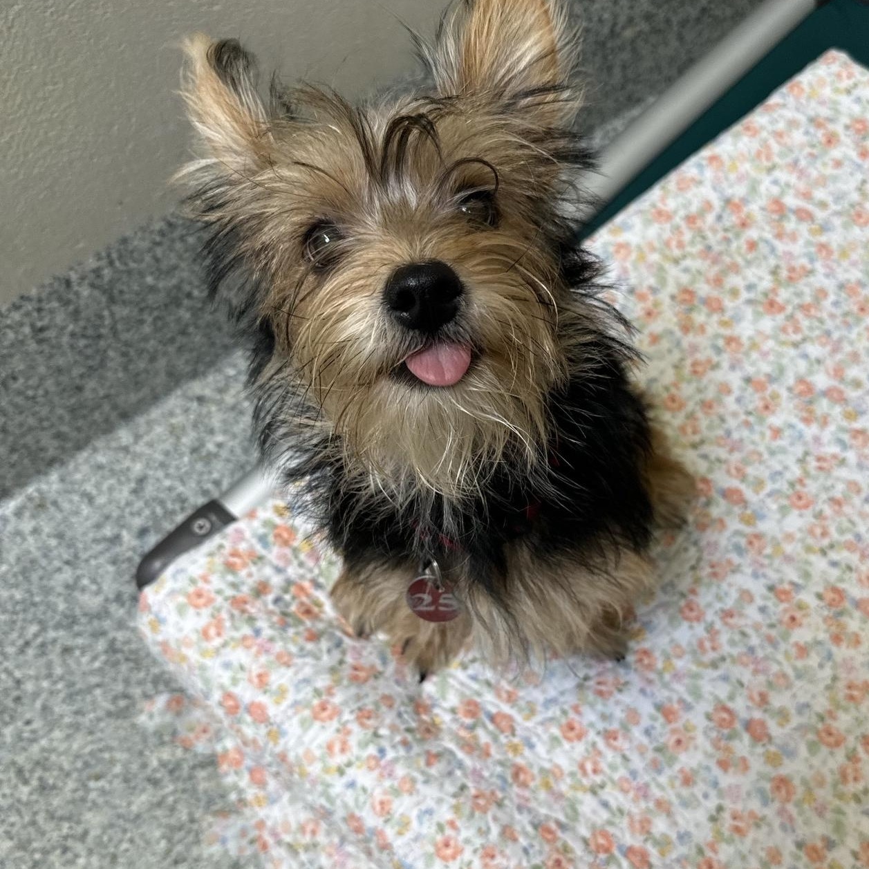 Mario (ID 51733), adopted, Young Male Yorkshire Terrier.