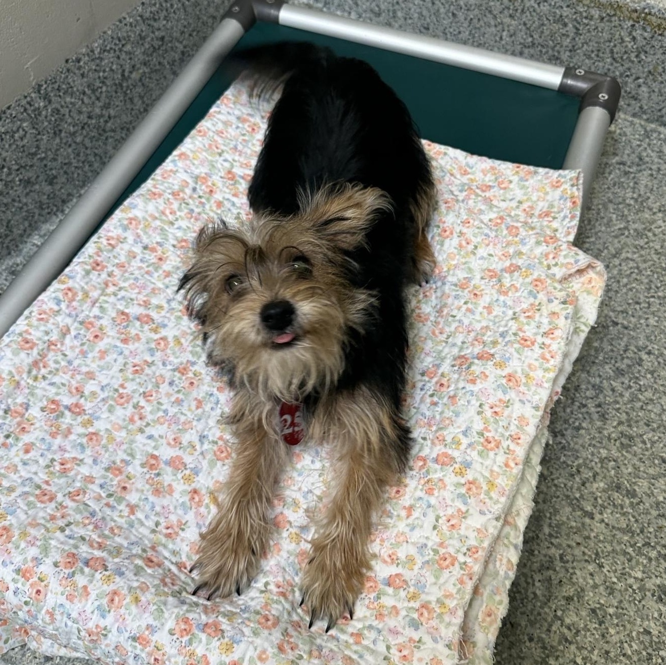Enlarge Mario (ID 51733), an adopted Yorkshire Terrier in Manassas, VA image 2/2