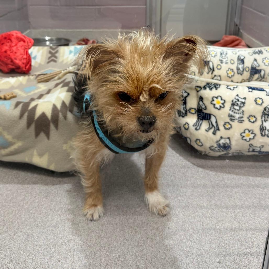 Enlarge Munchkin, a Adoptable Yorkshire Terrier in Branford, CT image 1/1