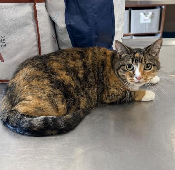 Enlarge Egg, a Adoptable mixed breed in Dublin, CA image 1/1